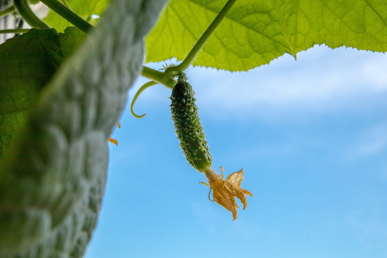 How to Make Homemade Pickles - A Step-by-Step Guide